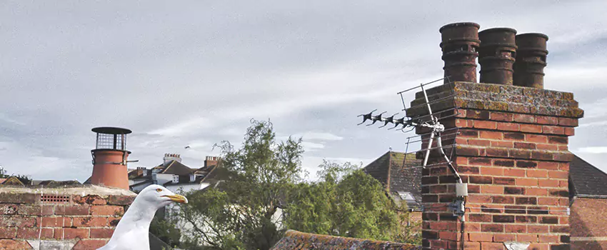 Chimney Cleaning And Restoration in Biddeford, Maine